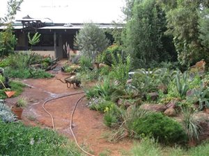 8 ha Farm in Tweedragt