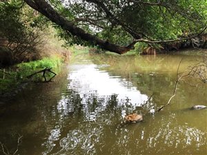 32 ha Farm in Port Alfred