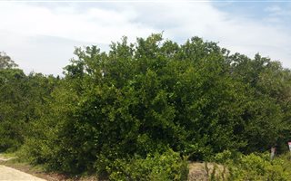 728 m² Land available in Zeegezicht