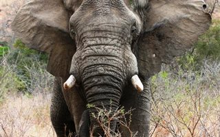 12.6 ha Land available in Hluhluwe