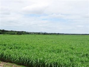 168 ha Farm in Hectorspruit