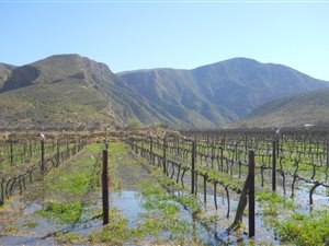 103 ha Farm in Calitzdorp
