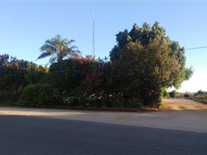9 ha Farm in Kakamas