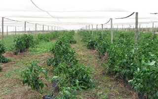 21 ha Farm in Winterton