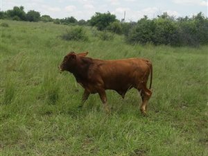 74.8 ha Farm in Lichtenburg