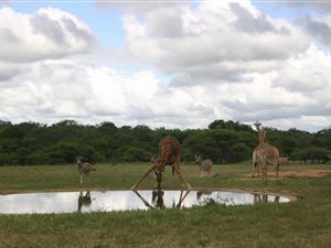 5500 ha Land available in Khaya Ndlovu