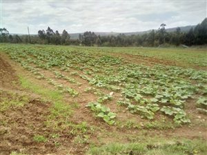 12.4 ha Farm in White River AH