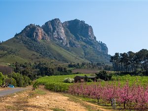 10.9 ha Farm in Stellenbosch Agricultural