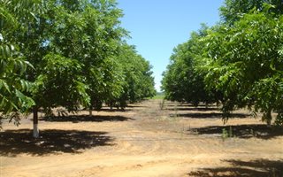62.5 ha Farm in Jan Kempdorp