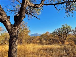 1 ha Land available in Hoedspruit