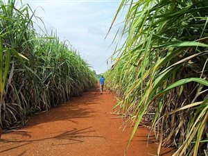 52 ha Farm in Port Shepstone