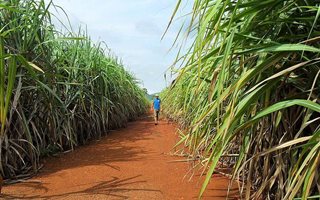 52 ha Farm in Port Shepstone