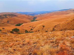 964 ha Farm in Machadodorp