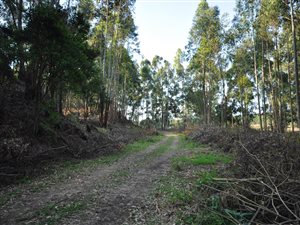 3.9 ha Land available in Hilton