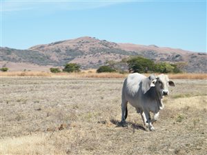 1248 ha Farm in Newcastle Central