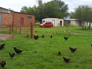 47 ha Farm in Wolmaranstad