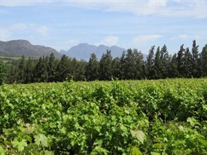 10 ha Farm in Northern Paarl