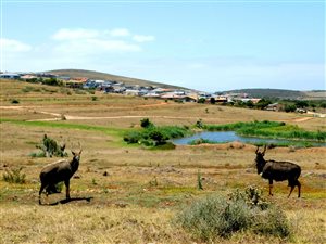 1534 m² Land available in Hartenbos