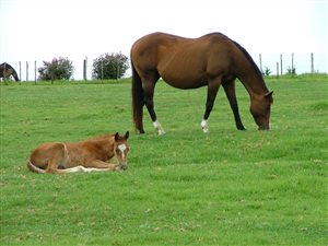 150 ha Farm in Mooi River