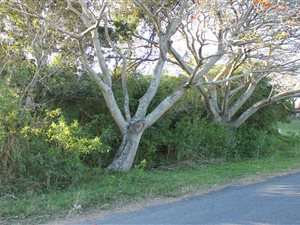 1003 m² Land available in Cintsa