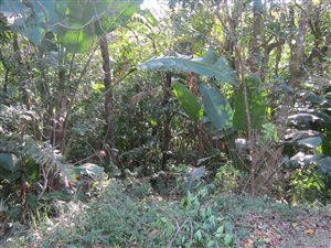 1517 m² Land available in Port Edward