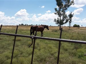 28.9 ha Farm in Honingnestkrans