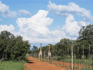 938 ha Farm in Mookgophong (Naboomspruit)