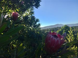 8600 m² Land available in The Crags