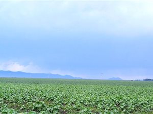 1249 ha Farm in Roedtan