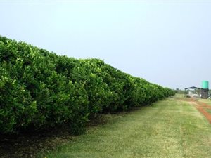 2580 ha Farm in Mookgophong (Naboomspruit)