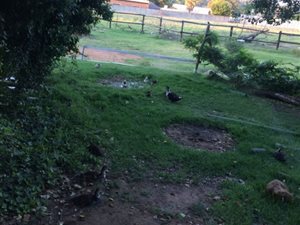 2350 ha Smallholding in Van Ryn SH