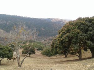 3.1 ha Land available in Umzinto