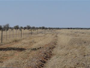 900 ha Farm in Stella