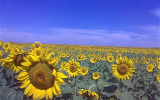 1386 ha Farm in Mokopane