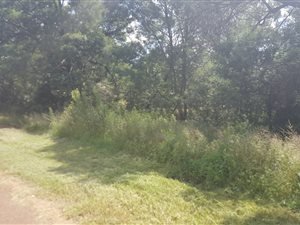 1 ha Land available in Homestead Apple Orchards