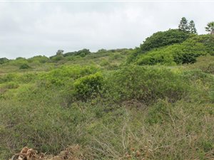 1050 m² Land available in Forest Downs