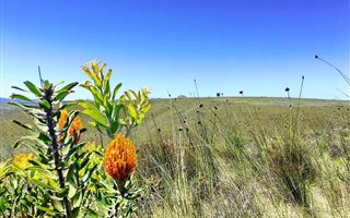 300 m² Land available in Gondwana Game Reserve