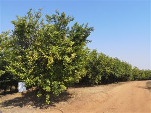 28 ha Farm in White River AH