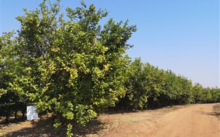 28 ha Farm in White River AH