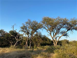 1 ha Land available in Hoedspruit