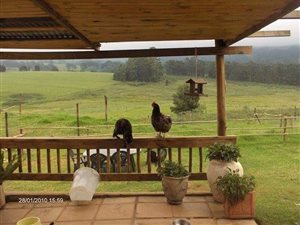 37.2 ha Farm in Balgowan