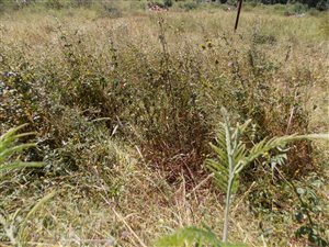 1 ha Land available in Grootfontein Estate