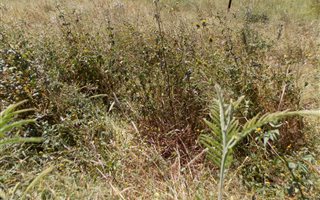 1 ha Land available in Grootfontein Estate