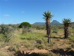 2630 ha Farm in Graaff Reinet