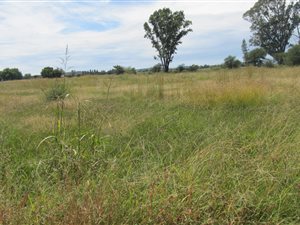 1.6 ha Land available in Vyfhoek
