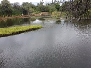 19 ha Farm in Alldays