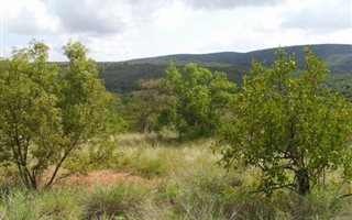 2500 m² Land available in Zwartkloof Private Game Reserve