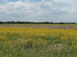 7.8 ha Land available in Hennenman
