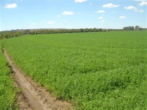 111 ha Farm in Hartswater