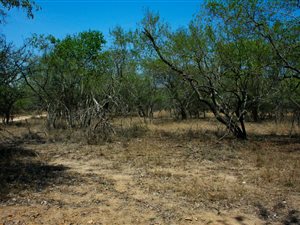 1520 m² Land available in Marloth Park